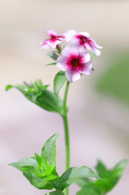 N.T 様 のアイコン